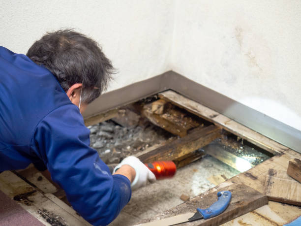Best Black Mold Remediation in Columbus, IN