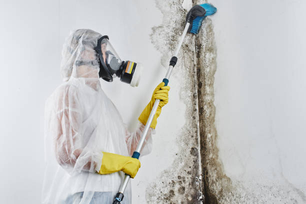 Best Bathroom Mold Remediation in Columbus, IN