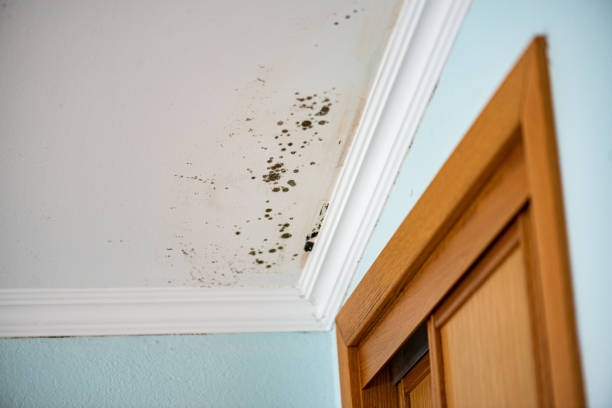 Reliable Columbus, IN Mold Remediation Solutions