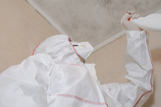 Best Basement Mold Remediation in Columbus, IN
