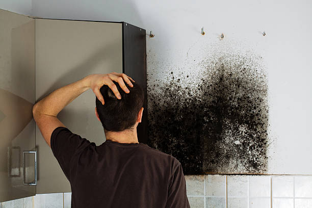 Best Kitchen Mold Remediation in Columbus, IN